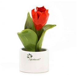 Piantina natura fiore tulipano Gli Alberelli Gli Alberelli