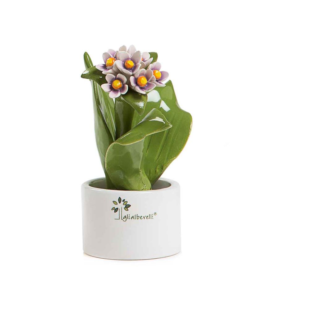 Piantina Natura Mignon Giacinto Gli Alberelli