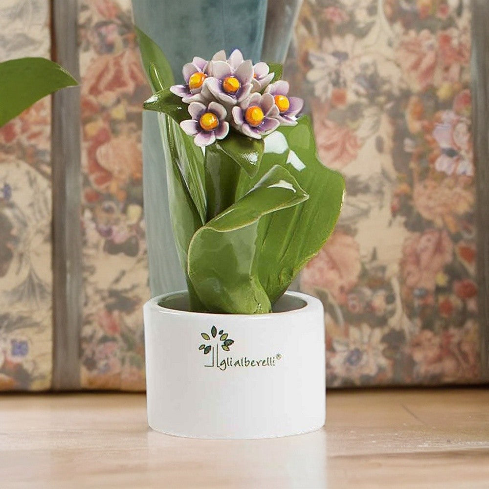 Piantina Natura Mignon Giacinto Gli Alberelli