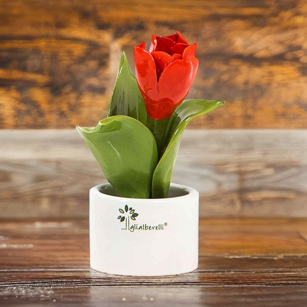 Piantina Natura Mignon Fiore Tulipano Gli Alberelli