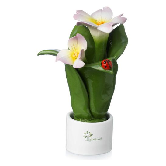 Pianta Natura 2 Fiori Balsamina Gli Alberelli Gli Alberelli