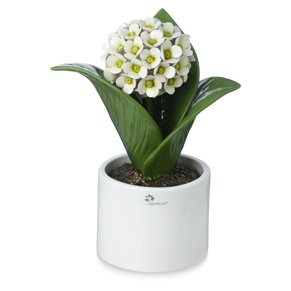 Pianta Natura H40 Ortensia Gli Alberelli Gli Alberelli