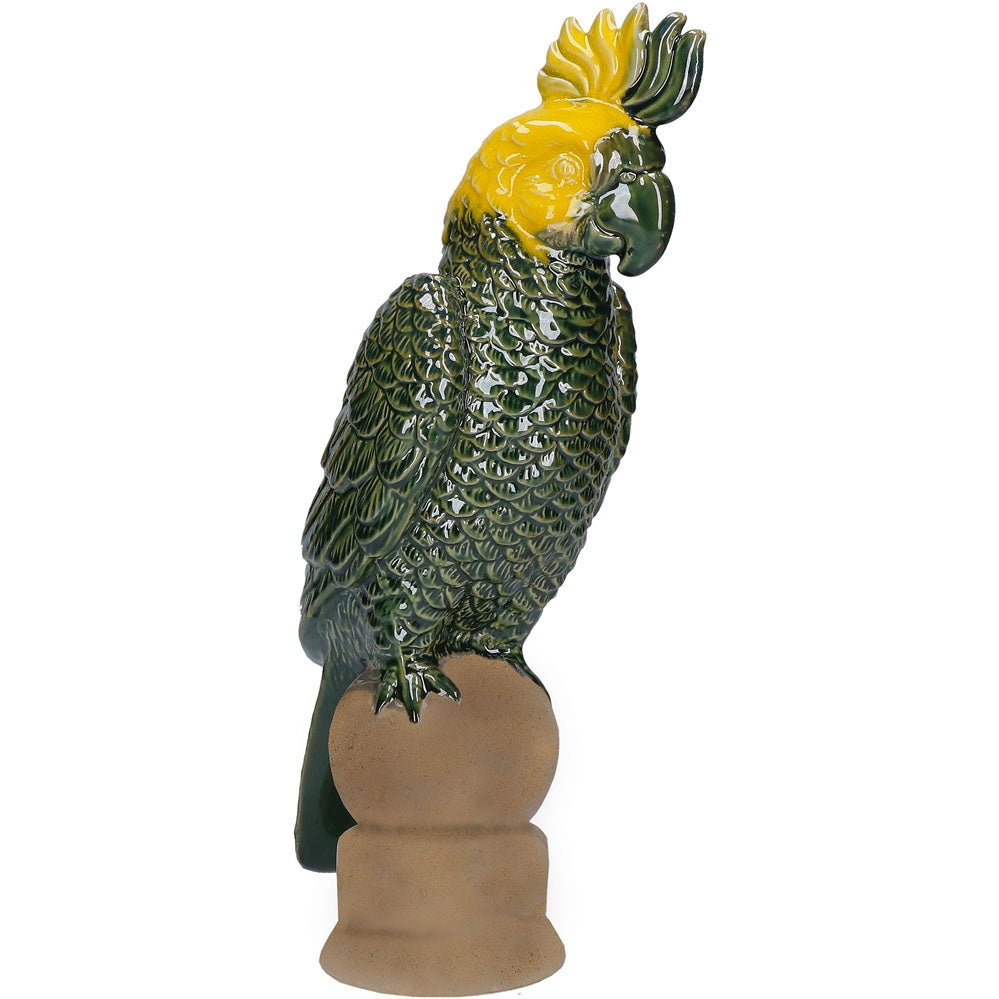 Arizona Pappagallo D Rituali Domestici Rituali  Domestici