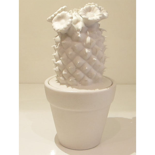 Cactus Porcellana S/Vaso H18 Edg