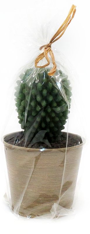 Candela Cactus Su Vaso Edg