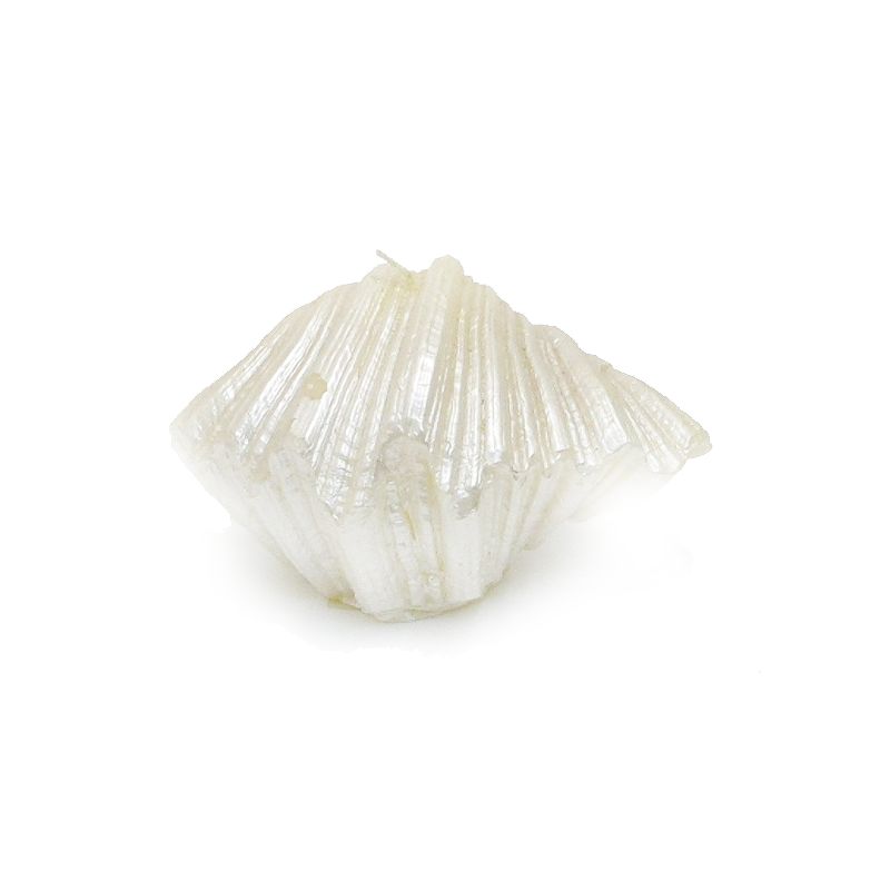 Candela Conchiglia Avorio Edg