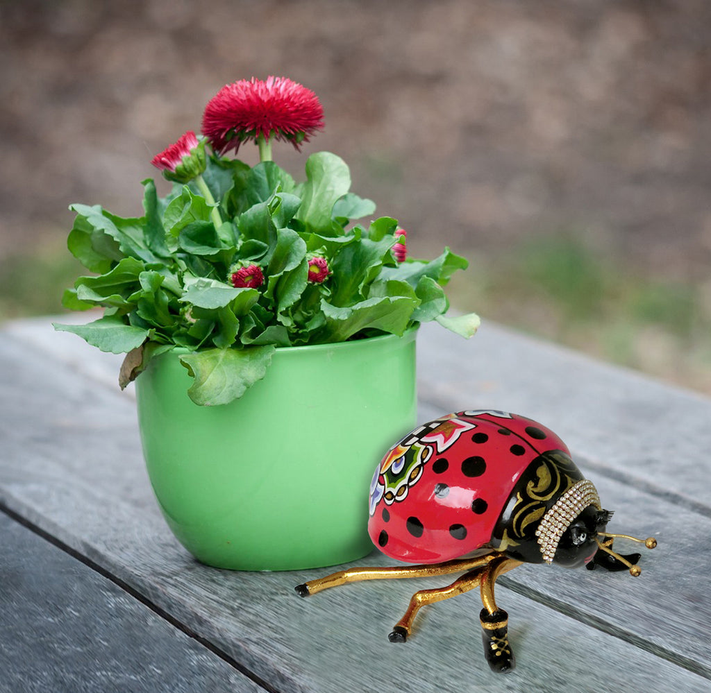 Coccinella "Lady" M Tom`s Drag