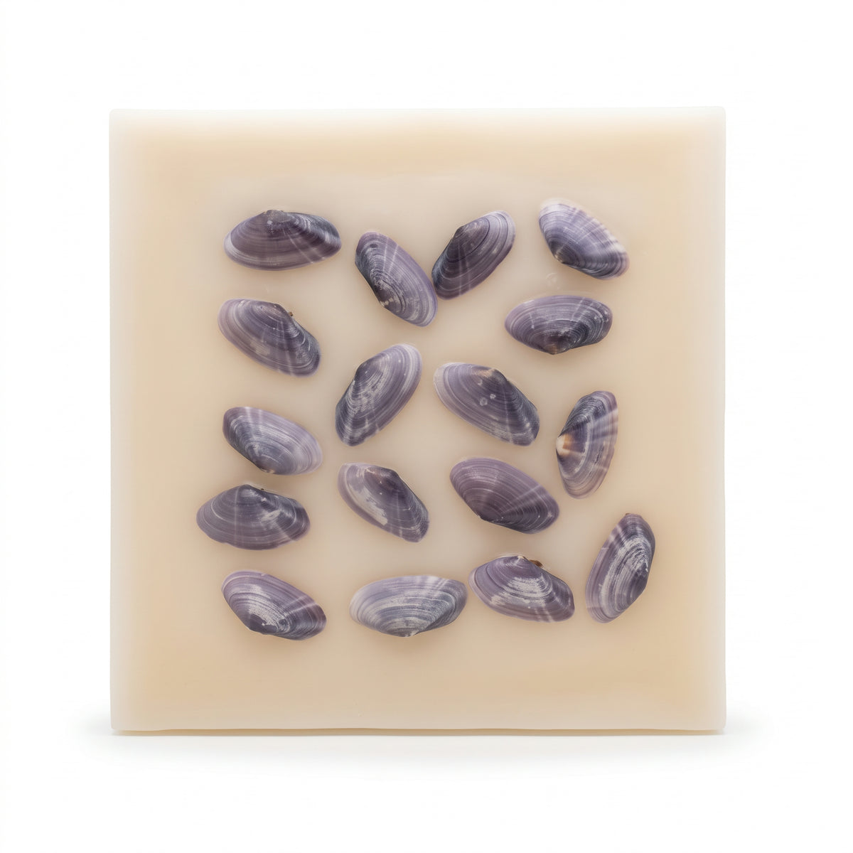 Wax Wall Shells Edg