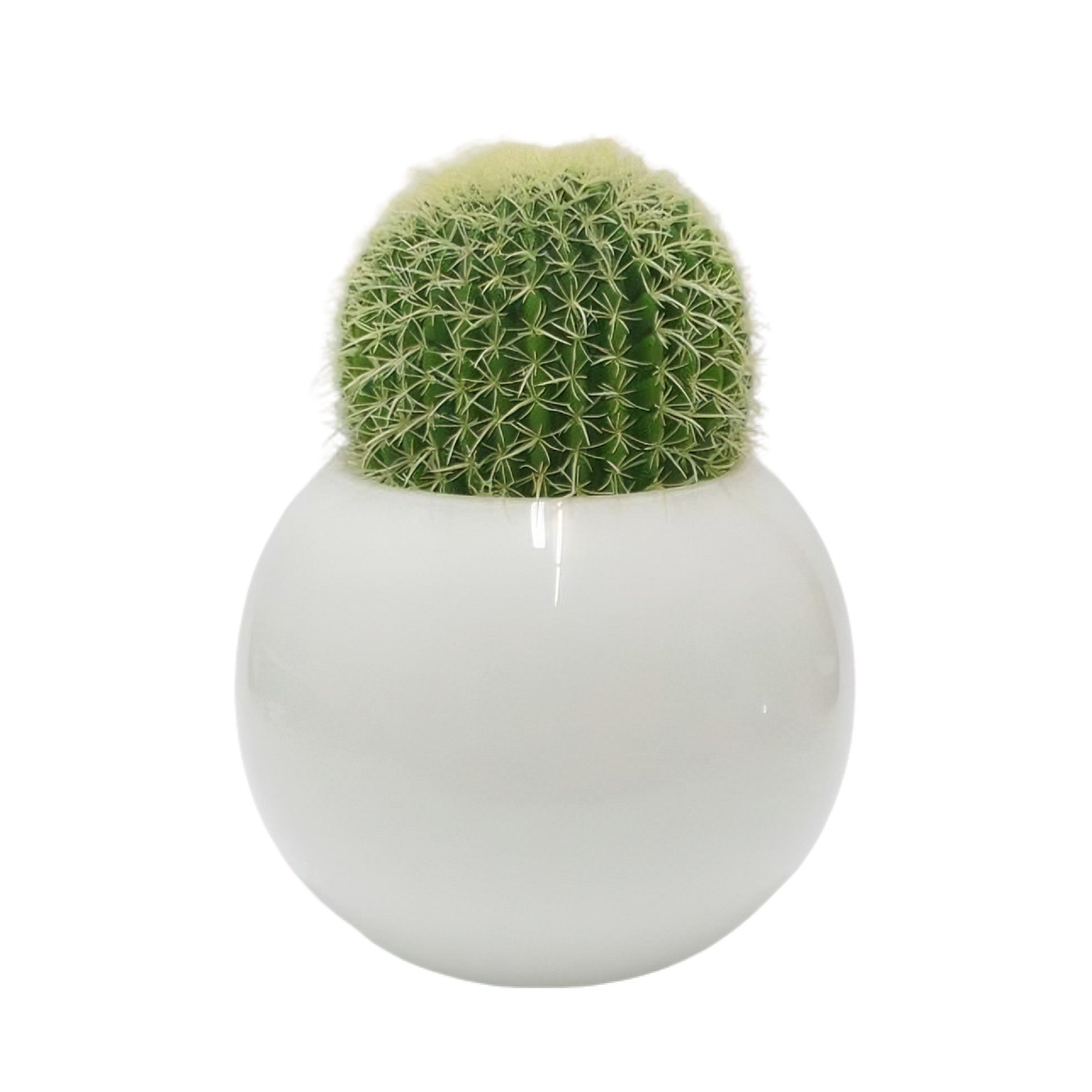 Vaso Sfera Bianca Con Cactus Edg