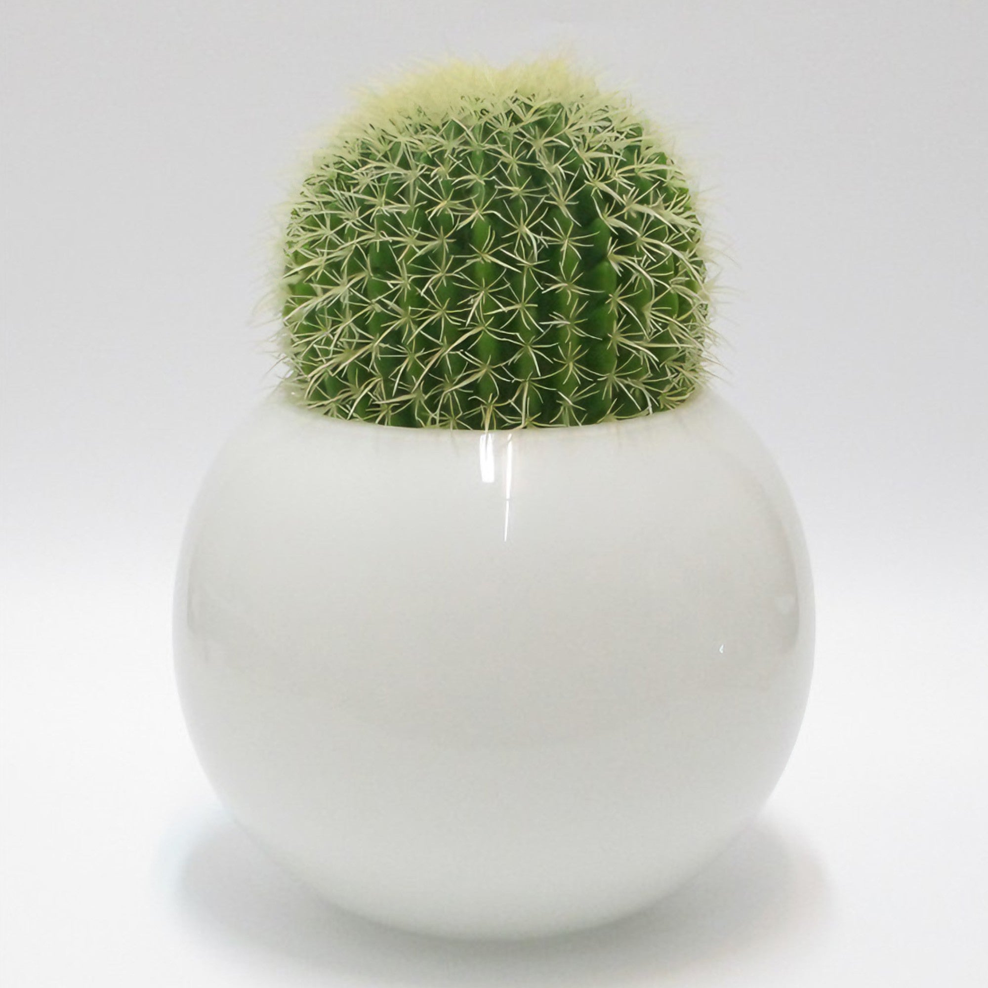 Vaso Sfera Bianca Con Cactus Edg