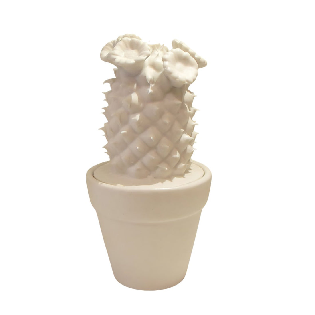 Cactus Porcellana Edg